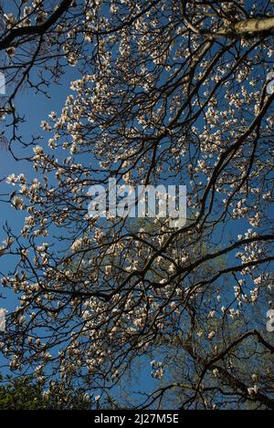 Pétales blancs de Magnolia (Magnolia Soulangeana) - une variété à feuilles caduques. AKA soucoupe Magnolia, fleurs fleurissent au printemps avant les feuilles. Banque D'Images