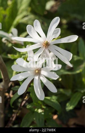 Pétales blancs de Star Magnolia (Magnolia stellata) - une variété à feuilles caduques. Les fleurs fleurissent au printemps avant les feuilles. Banque D'Images