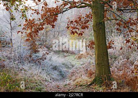 Le gel sévère s'accroche aux arbres à la fin de l'automne début de l'hiver sur Cannock Chase AONB (région d'une beauté naturelle exceptionnelle) dans le Staffordshire Angleterre Royaume-Uni Banque D'Images