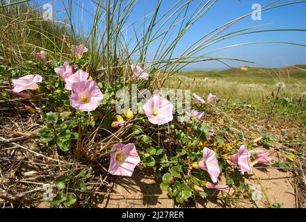 Liseron des champs Convolvulus soldanella mer dans les dunes de sable de plus en plus sec à Kenfig Burrows sur la côte sud du Pays de Galles UK Banque D'Images