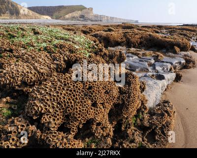 Le millepertuis Sabellaria alveolata encreur a exposé des roches à marée basse sur la côte de Glamourgan à Nash point South Wales Banque D'Images