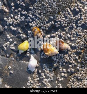 Les buccins de chien commun Nucella lapillus sur les roches à marée basse sur la Glamourgan Heritage Coast South Wales UK montrant une grande variation de couleur de cette espèce Banque D'Images