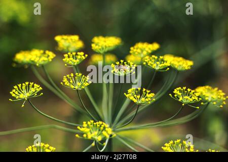 Fleurs jaunes d'aneth, Anethum graveolens. Gros plan. Dans le sol ouvert dans le jardin cultive l'aneth végétal. Banque D'Images
