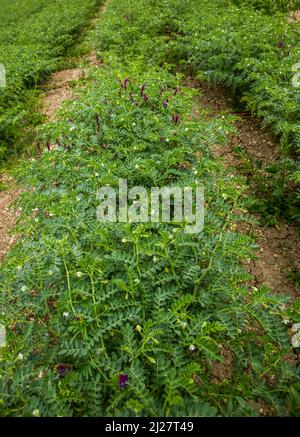 Agriculture plantes cultivées Banque D'Images