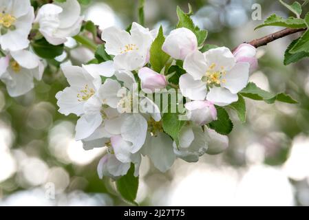 Fleurs de pommes de crabe, vallée de Wallowa, Oregon. Banque D'Images