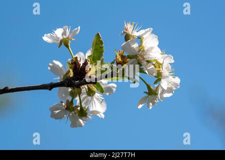 Fleurs de pommes de crabe, vallée de Wallowa, Oregon. Banque D'Images