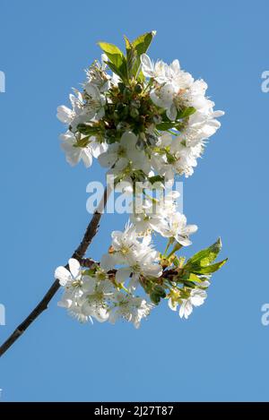 Fleurs de pommes de crabe, vallée de Wallowa, Oregon. Banque D'Images
