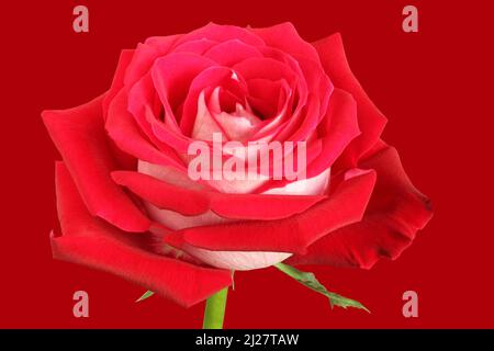 Grande rose rouge sur fond rouge. Gros plan. Vue latérale. Banque D'Images