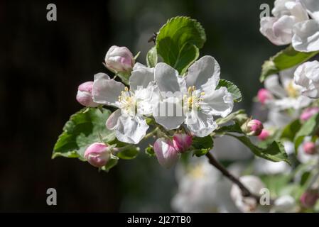 Fleurs de pommes de crabe, vallée de Wallowa, Oregon. Banque D'Images