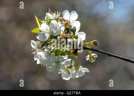 Fleurs de pommes de crabe, vallée de Wallowa, Oregon. Banque D'Images
