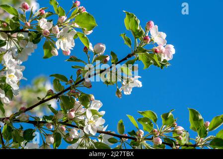 Fleurs de pommes de crabe, vallée de Wallowa, Oregon. Banque D'Images