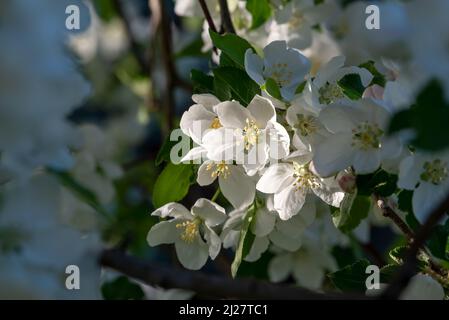 Fleurs de pommes de crabe, vallée de Wallowa, Oregon. Banque D'Images