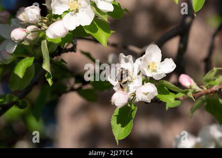 Pollinisation des abeilles et des pommiers à crabes, Wallowa Valley, Oregon. Banque D'Images