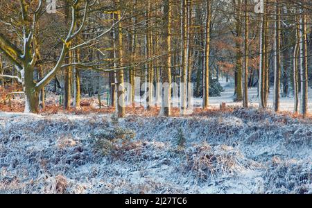 Les fortes gelées de la mi-hiver de l'AONB Cannock Chase (région de beauté naturelle exceptionnelle) dans le Staffordshire England UK Banque D'Images