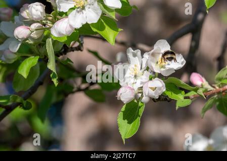 Pollinisation des abeilles et des pommiers à crabes, Wallowa Valley, Oregon. Banque D'Images