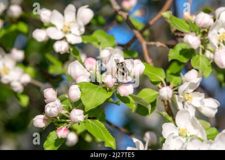Pollinisation des abeilles et des pommiers à crabes, Wallowa Valley, Oregon. Banque D'Images