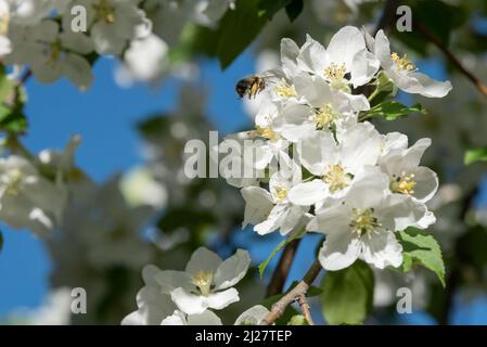 Pollinisation des abeilles et des pommiers à crabes, Wallowa Valley, Oregon. Banque D'Images
