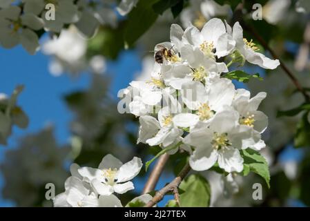 Pollinisation des abeilles et des pommiers à crabes, Wallowa Valley, Oregon. Banque D'Images
