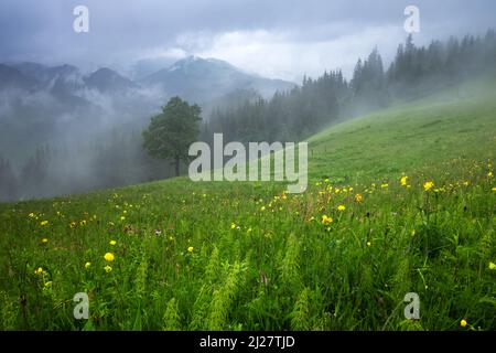 Alone tree in the fog. Beautiful Carpathian mountains in summer time, Ukraine, Europe. Banque D'Images