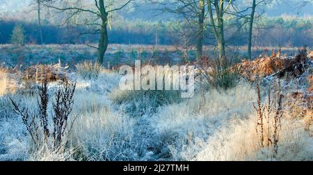 Plantes sauvages couvertes de givre sur Cannock Chase en hiver Banque D'Images