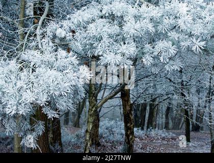 Frost couverts Trochidi 26 arbre sur Cannock Chase en hiver Banque D'Images