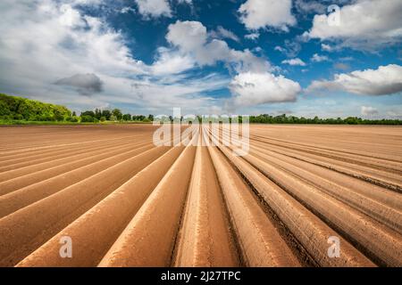 Champ agricole avec des rangs égaux au printemps. Culture de pommes de terre. Ciel bleu avec des nuages en arrière-plan. Ukraine agriculture Banque D'Images