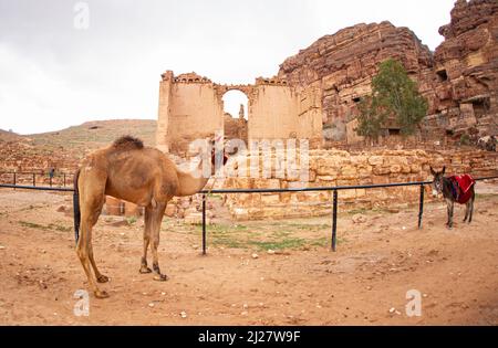 Chameaux qui marchaient les touristes et se reposent sur la route romaine à Petra février 2020 Banque D'Images