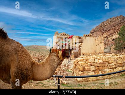 Chameaux qui marchaient les touristes et se reposent sur la route romaine à Petra février 2020 Banque D'Images