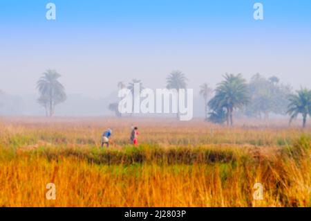 Image floue d'un homme et d'une femme ruraux indiens non identifiés travaillant dans le domaine agricole en hiver matin. L'agriculture est une activité économique majeure Banque D'Images