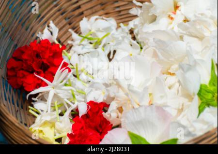 Image floue de fleurs blanches sthal padma ou Hibiscus mutabilis, également connue sous le nom de rose confédérée, rosemallow de Dixie, rose de coton ou rosemall de coton Banque D'Images