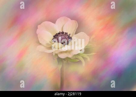 Coquelicot blanc avec centre violet sur fond texturé Banque D'Images