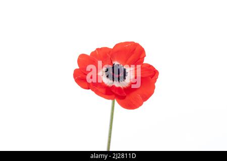 Coquelicot d'anémone rouge isolé sur fond blanc Banque D'Images