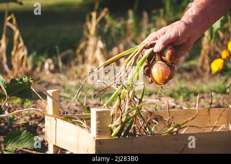 Éleveur senior récoltant des oignons dans un jardin biologique. Vieux jardinier tenant l'oignon récolté dans ses mains et les mettant dans une caisse en bois Banque D'Images