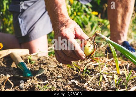 Éleveur senior récoltant des oignons dans un jardin biologique. Vieux jardinier tenant l'oignon récolté dans ses mains. Banque D'Images