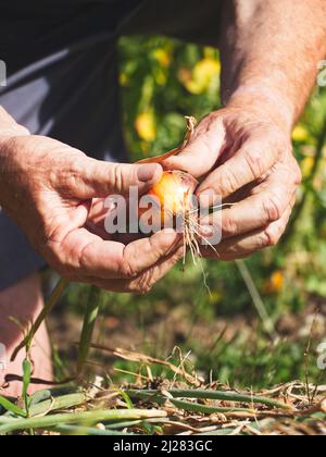 Éleveur senior récoltant des oignons dans un jardin biologique. Vieux jardinier tenant l'oignon récolté dans ses mains. Banque D'Images