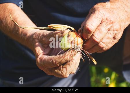 Éleveur senior récoltant des oignons dans un jardin biologique. Vieux jardinier tenant l'oignon récolté dans ses mains. Banque D'Images