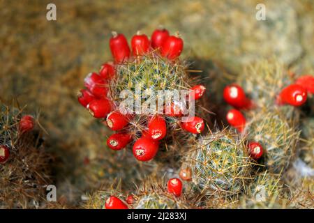 Fruits de cactus mamelons du Texas (Mammillaria prolifera) Banque D'Images