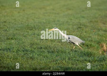 Gros plan et au centre d'un adulte de la recherche de nourriture Grand Héron bleu, Ardea cinerea, avec beau bec jaune et yeux focalisés dans un pâturage vert contre le flou Banque D'Images