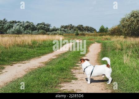 Chien debout dans le profil en regardant vers l'avant sur la route ouverte Banque D'Images