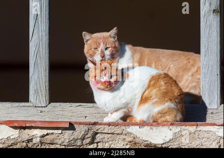 Chat errant reposant sur un mur. Banque D'Images