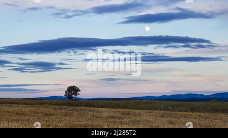 Arbre de solitude à l'horizon de campagne et pleine lune sur le ciel, scène rurale. Paysage avec belle horizon Banque D'Images