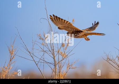 Kestrel commun (Falco tinnunculus) à la mouche Banque D'Images