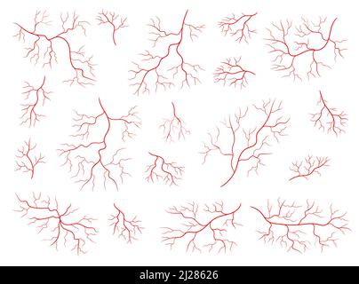 Veines rouges isolées de l'anatomie humaine. Veines de sang vecteur, capillaire d'artère ou d'oeil, vaisseaux sanguins avec structure ramifiée. Ensemble médical d'artères et d'artérioles saines du système cardiovasculaire Illustration de Vecteur