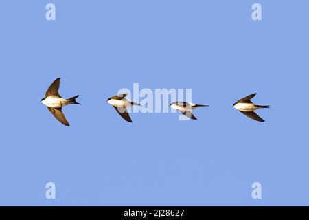 Photocomposition d'un Swift commun (apus apus) survolant un fond bleu clair du ciel Banque D'Images