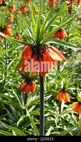 Fleurs d'orange Fritilaria impérialis. Les noms communs de cette plante sont la couronne impériale, la cime impériale ou la couronne de Kaiser. Banque D'Images