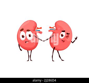 Personnages de dessin humoristique rénal humain. Personnages anatomiques vectoriels positifs, organes internes du corps avec visage souriant mignon tenant les mains. Éducation médicale pour les enfants, sciences de l'anatomie, soins de santé rénale Illustration de Vecteur