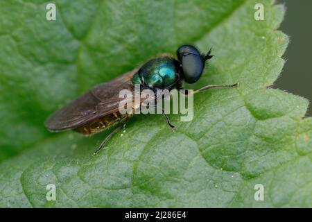 Mouche du soldat (Chloromyia formosa) sur une feuille Banque D'Images