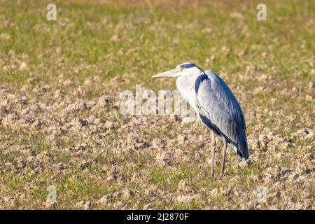 Héron gris (Ardea cinerea) perchée Banque D'Images