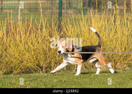 Un adorable chien de beagle tirant la laisse avec les dents dans le jardin lors d'une journée ensoleillée Banque D'Images