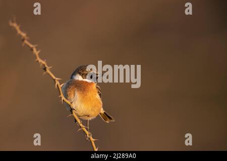 Le mâle européen de la stonechat (Saxicola rubicola) Banque D'Images